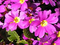 Primula Juliae (fam Primulacees) (Caucase) (02) (Photo F. Mrugala)